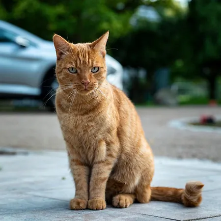 Rosenhof Am Plauer Garni Mit E-lade Saeule * Plau am See