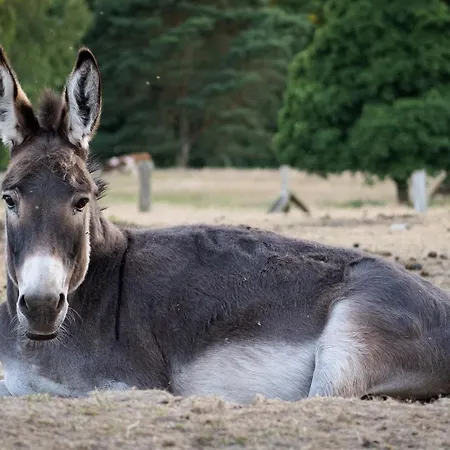 Rosenhof Am Plauer Garni Mit E-lade Saeule Plau am See